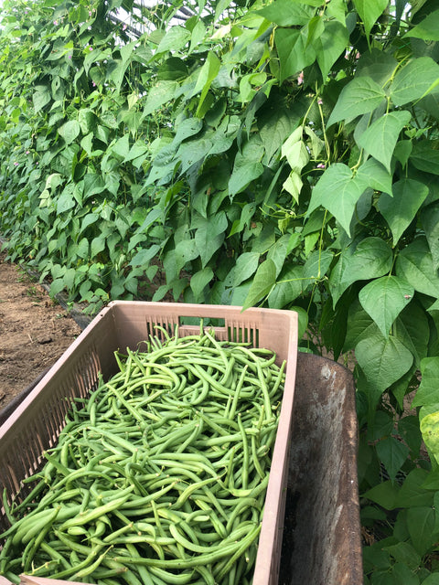 Haricot vert