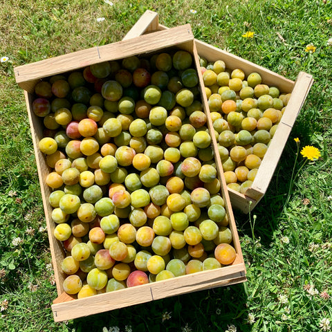 Prune Reine Claude véritable de Jumièges