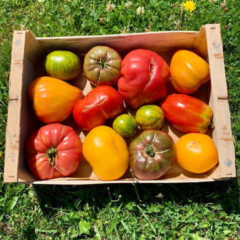 Plateau de Tomates saveurs