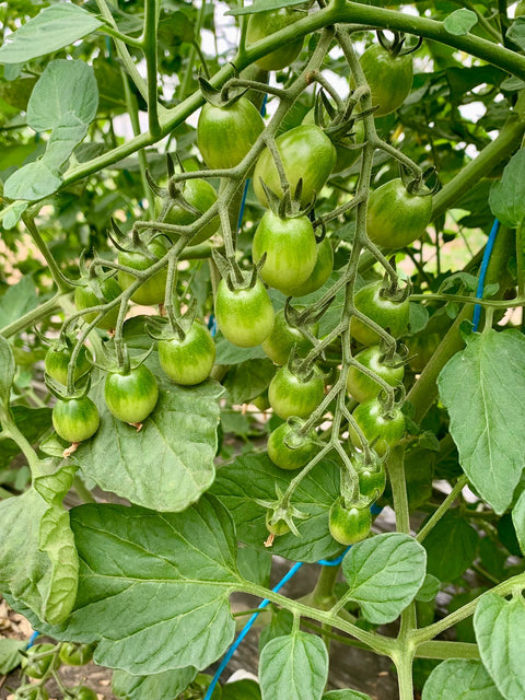 Tomates cerises