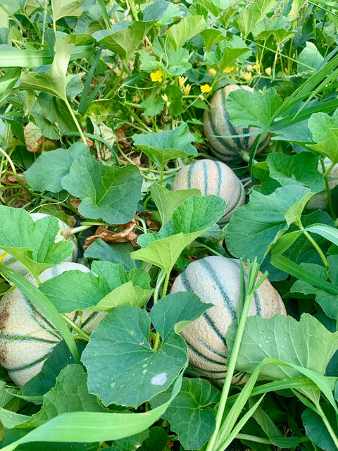 Melon