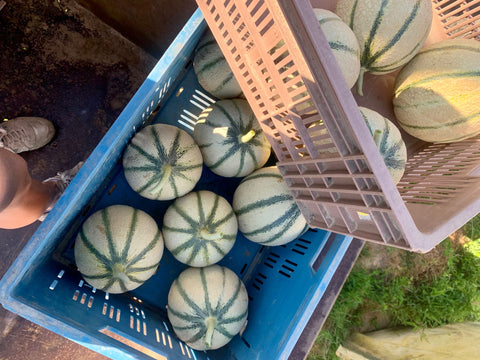 Melon