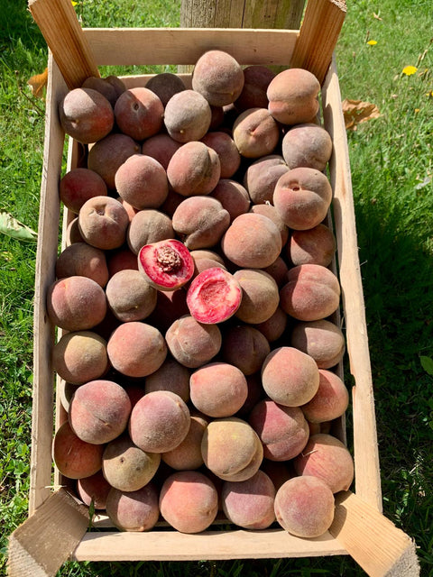 Pêche de vigne rouge
