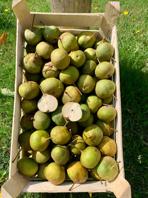 Poire de Coq