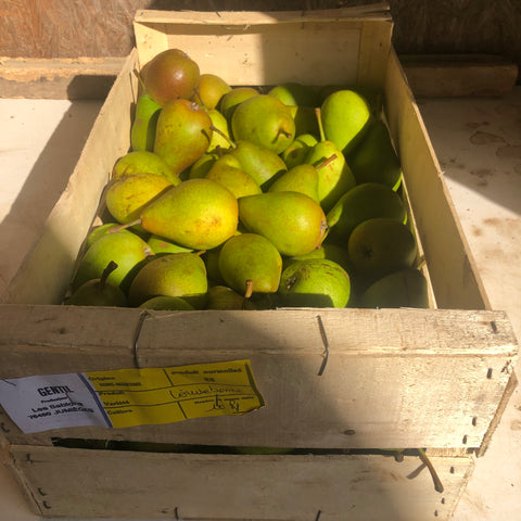 Poire Louise Bonne