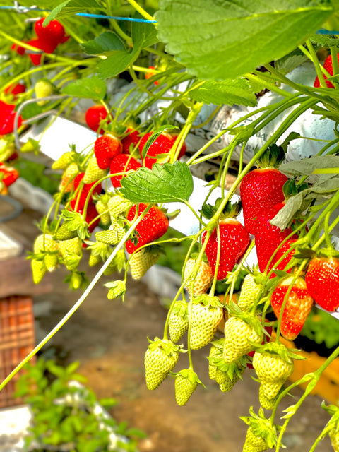 Fraises
