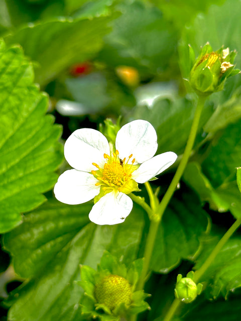 Fraises