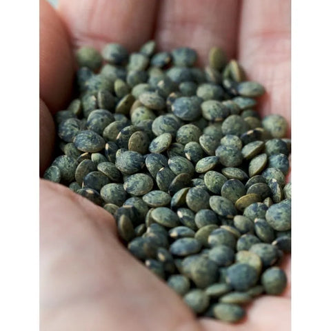 Lentilles vertes