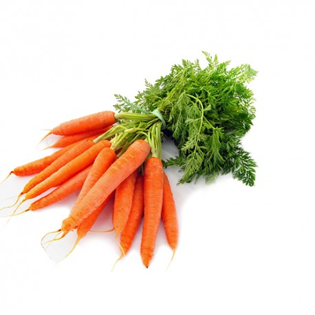 Carottes nouvelles botte