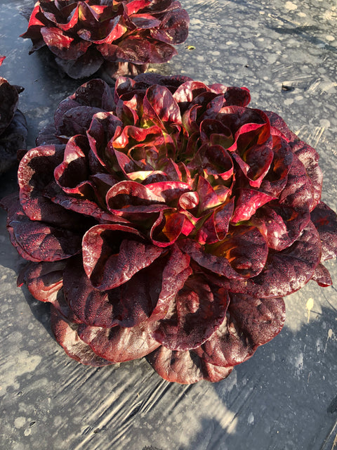 Salade salanova rouge