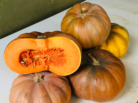 Courge musquée de Provence