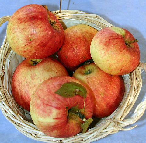 Pomme James Grieve