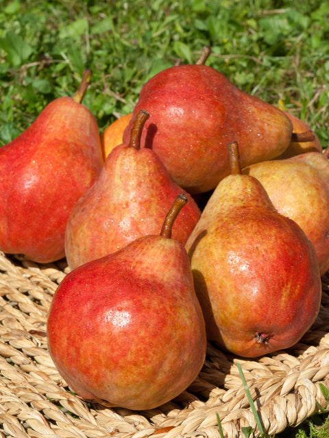 Poire Williams rouge