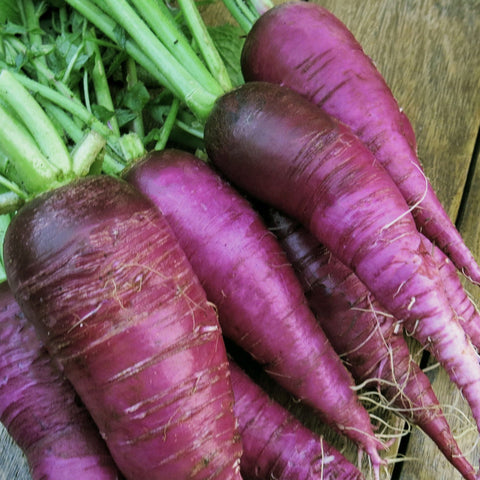 Radis rose Pink meat